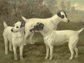 Barber Charles Dog 1881 Fox terriers A4 Photo Print