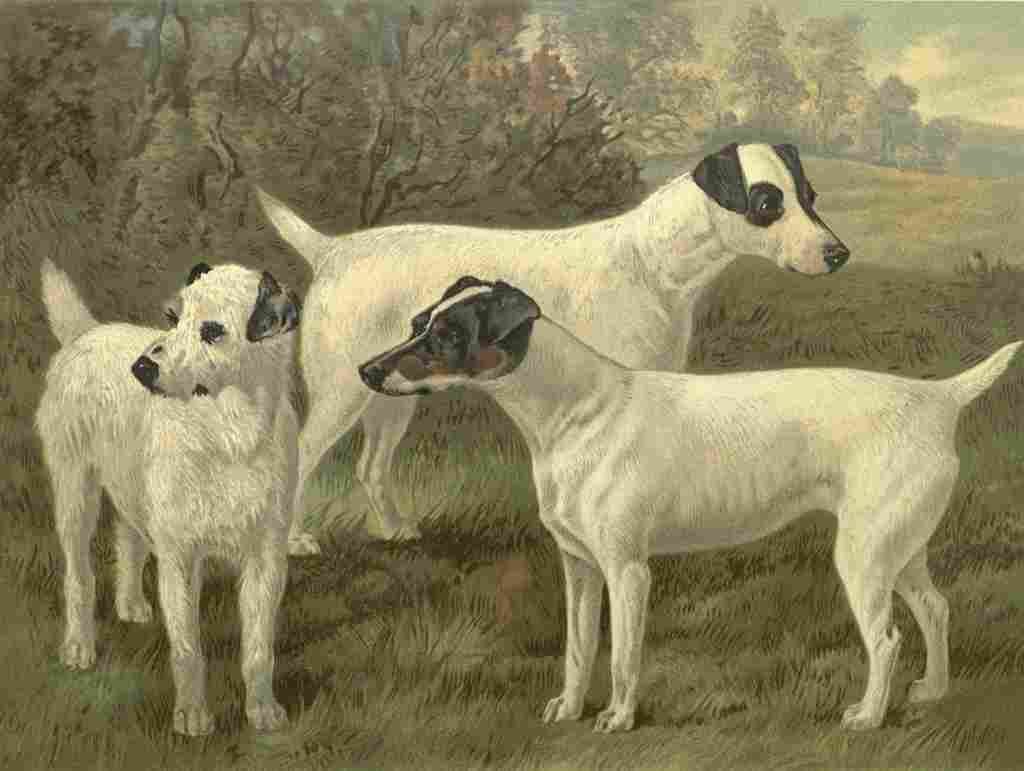Barber Charles Dog 1881 Fox terriers A4 Photo Print
