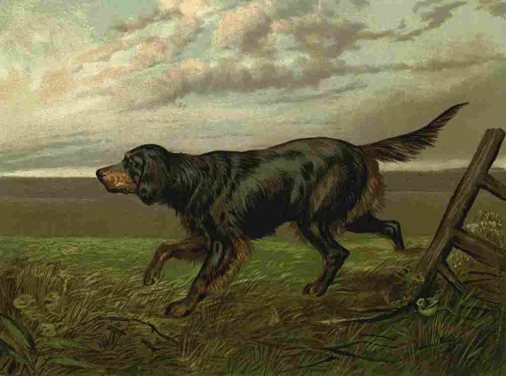 Barber Charles Dog 1881 Gordon Setter A4 Photo Print
