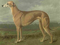 Barber Charles Dog 1881 Greyhound A4 Photo Print