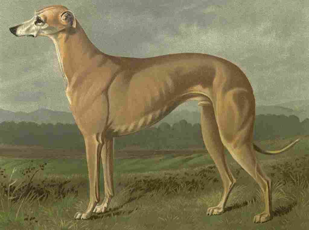 Barber Charles Dog 1881 Greyhound A4 Photo Print
