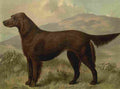 Barber Charles Dog 1881 Irish Setter A4 Photo Print