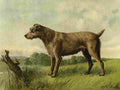 Barber Charles Dog 1881 Irish Terrier A4 Photo Print
