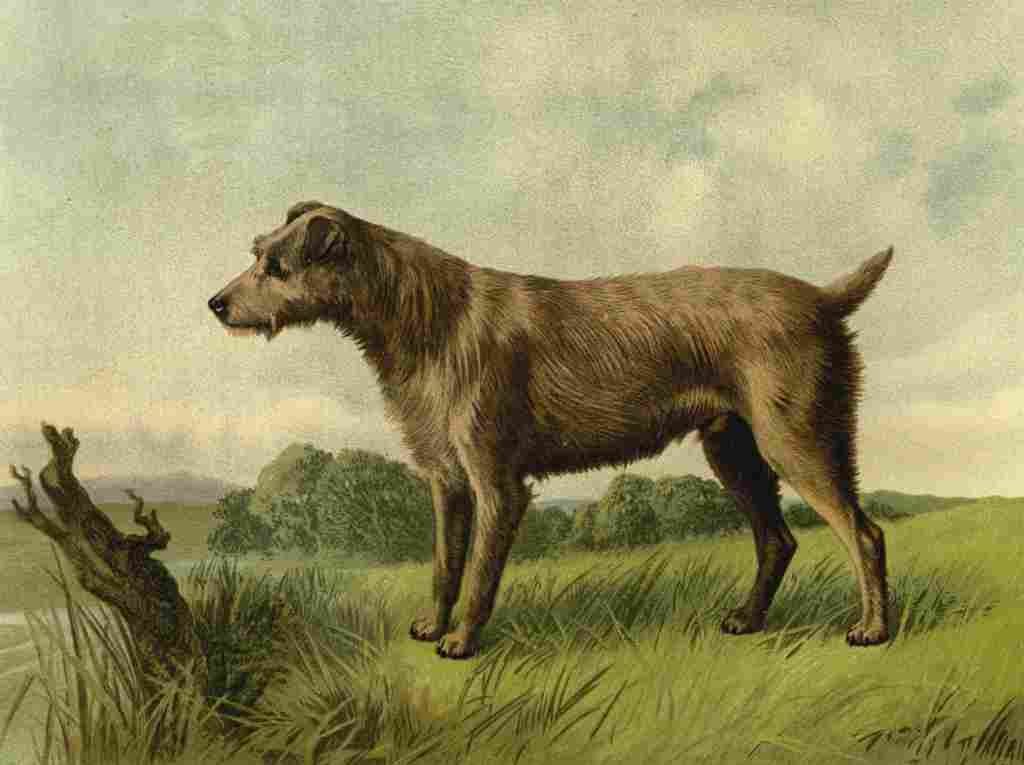 Barber Charles Dog 1881 Irish Terrier A4 Photo Print