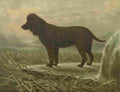 Barber Charles Dog 1881 Irish Water Spaniel A4 Photo Print