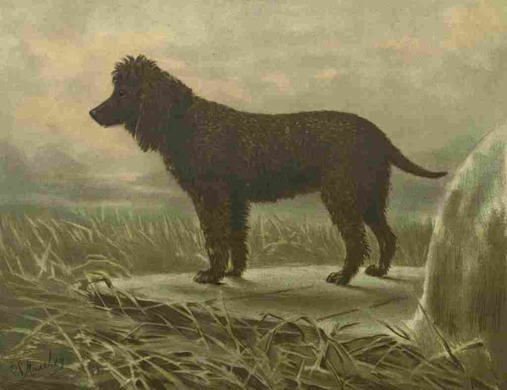 Barber Charles Dog 1881 Irish Water Spaniel A4 Photo Print