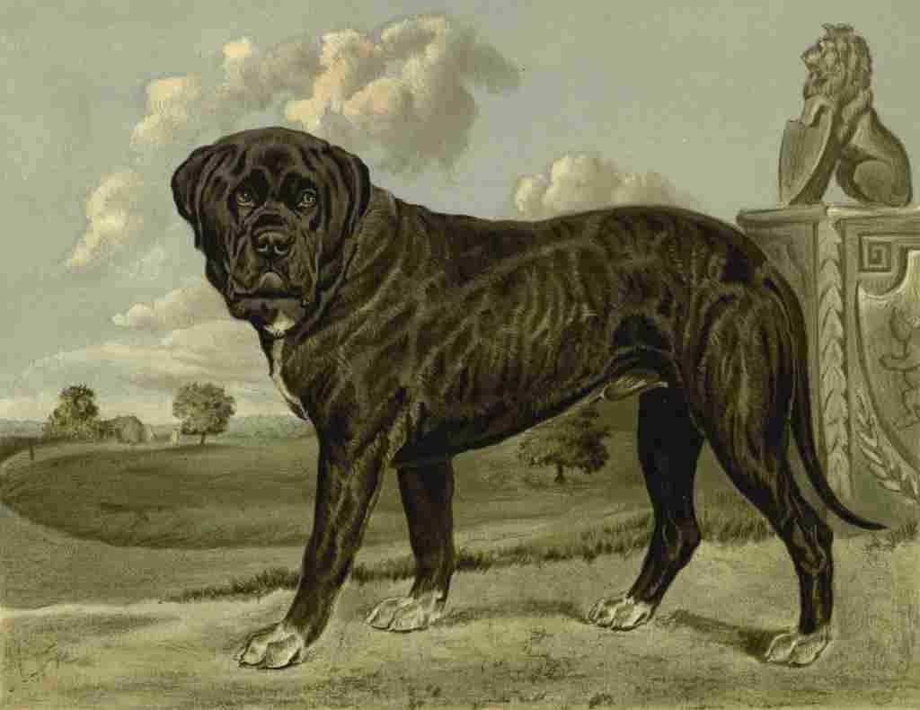 Barber Charles Dog 1881 Mastiff A4 Photo Print