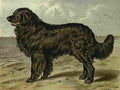 Barber Charles Dog 1881 Newfoundland A4 Photo Print