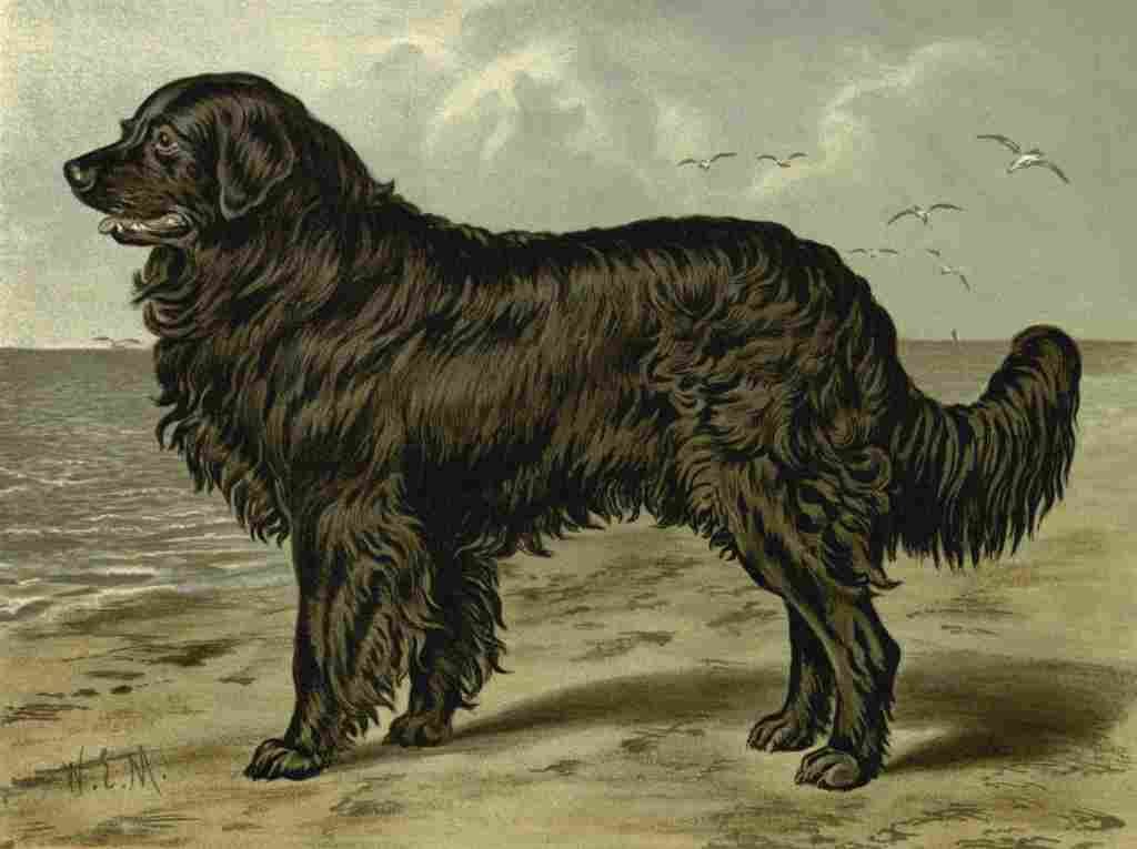 Barber Charles Dog 1881 Newfoundland A4 Photo Print