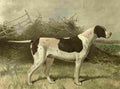 Barber Charles Dog 1881 Pointer A4 Photo Print