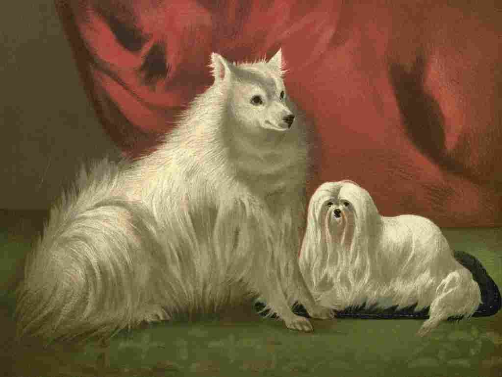 Barber Charles Dog 1881 Pomeranian & Maltese A4 Photo Print