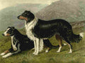 Barber Charles Dog 1881 Sheep dogs A4 Photo Print