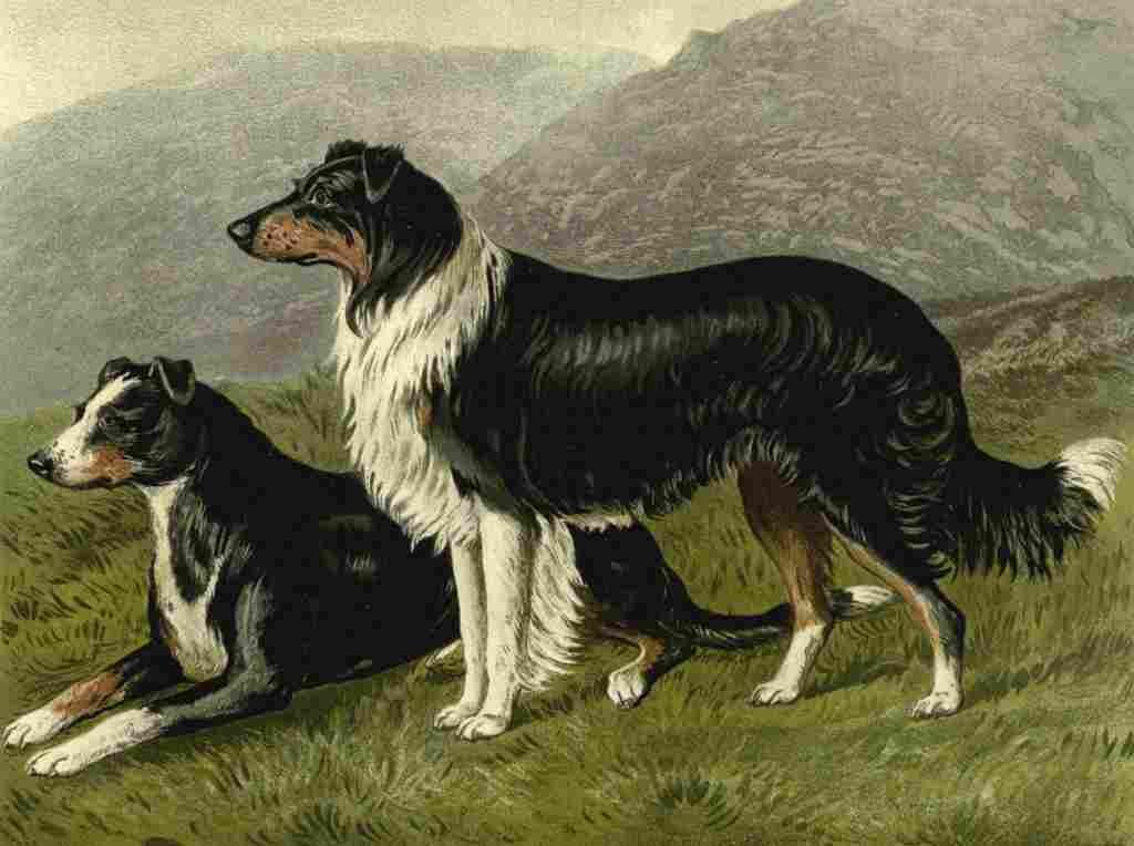 Barber Charles Dog 1881 Sheep dogs A4 Photo Print