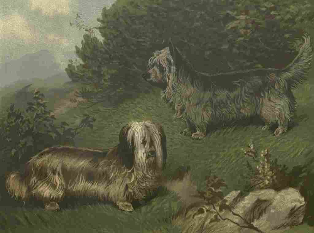 Barber Charles Dog 1881 Skye Terriers A4 Photo Print