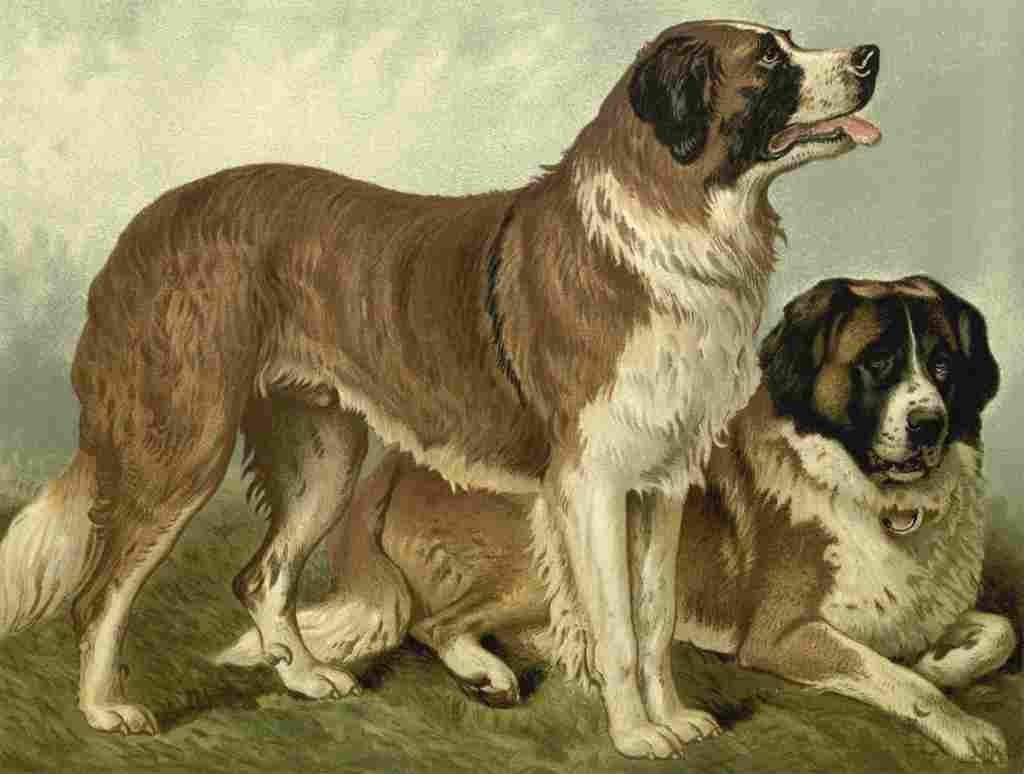Barber Charles Dog 1881 St Bernard rough coated A4 Photo Print