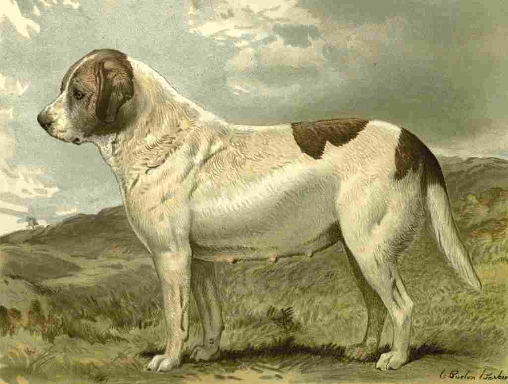 Barber Charles Dog 1881 St Bernard A4 Photo Print