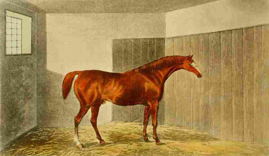 Barenger James 1904 Chestnut Horse Rubens A4 Photo Print