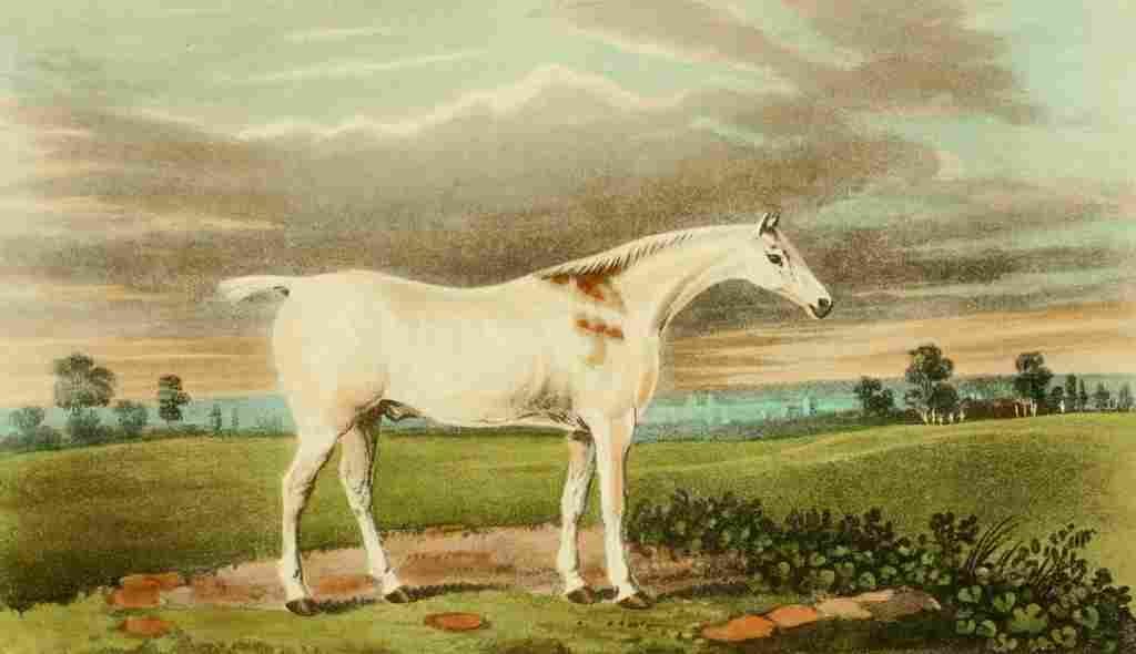 Barenger James 1904 White Horse Claret A4 Photo Print