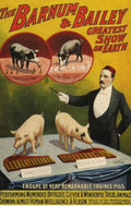 Barnum Bailey Pigs Vintage Retro Advert Ads A4 Photo Print