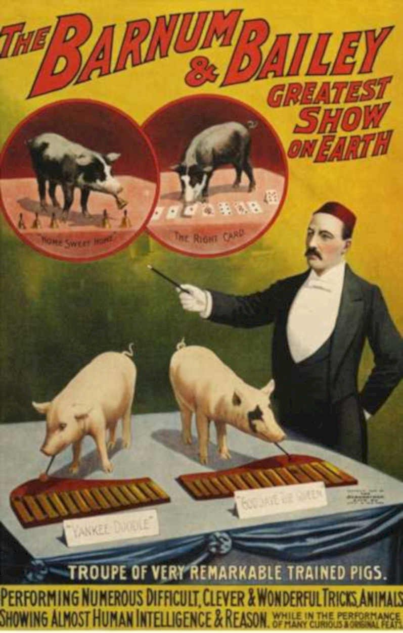Barnum Bailey Pigs Vintage Retro Advert Ads A4 Photo Print
