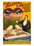 Barnum Bailey Pigs Vintage Retro Advert Poster A4 Photo Print