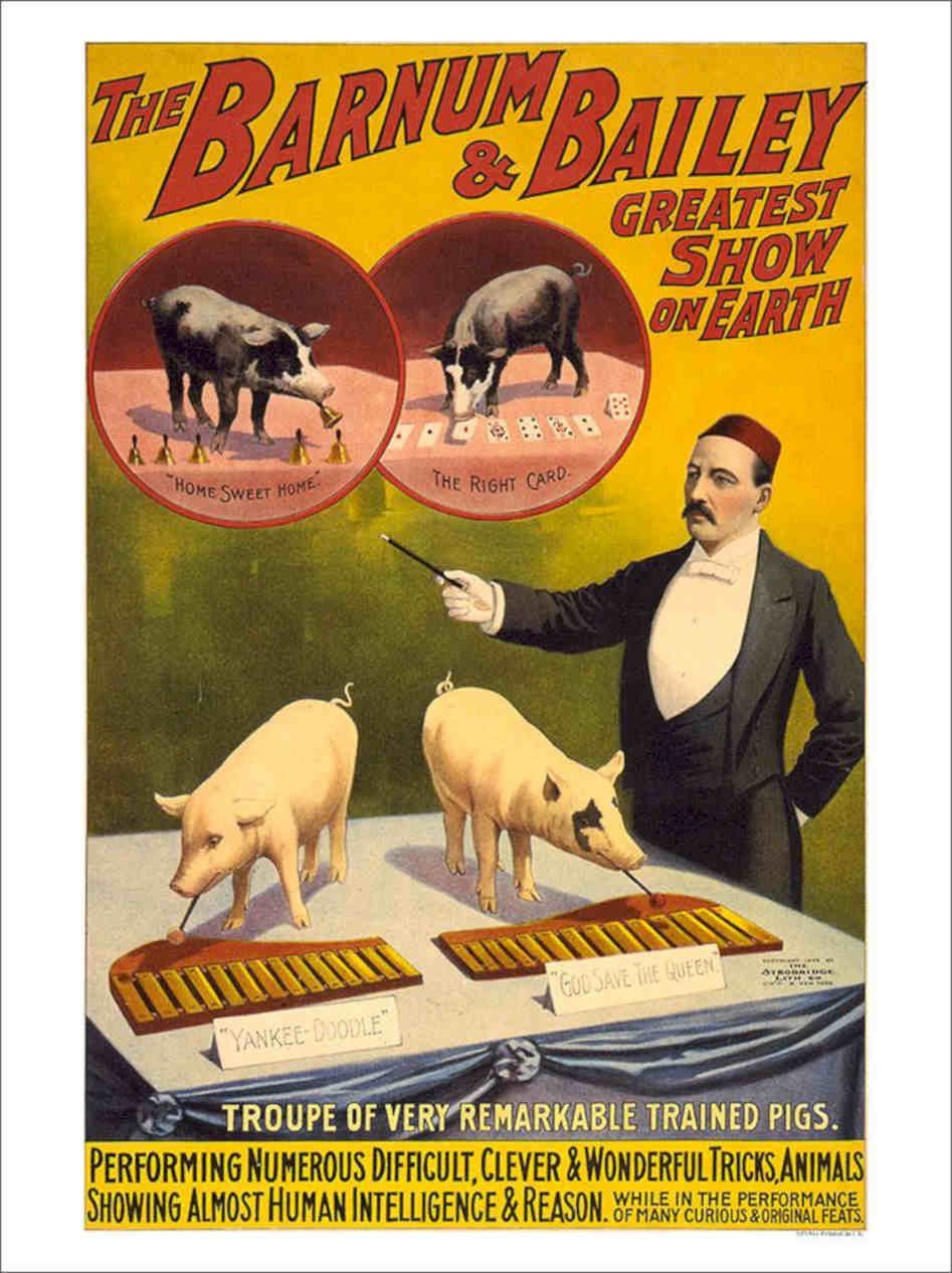 Barnum Bailey Pigs Vintage Retro Advert Poster A4 Photo Print