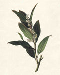 Bay Laurel Branch Vintage Retro Advert Poster A4 Photo Print