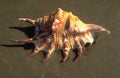 Beach Cowrie Shell A4 Photo Print