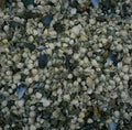 Beach Shells Collection 2 A4 Photo Print