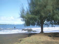 Beach Tree Waves A4 Photo Print