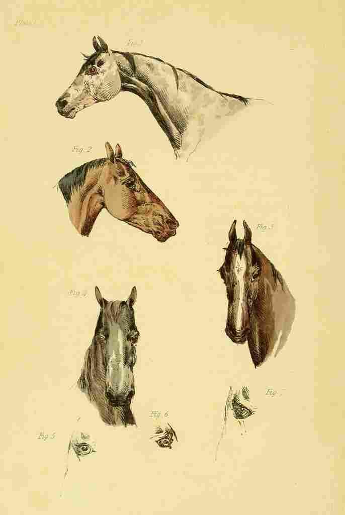Beauties & Defects in the Figure Horse 1816 1 A4 Photo Print