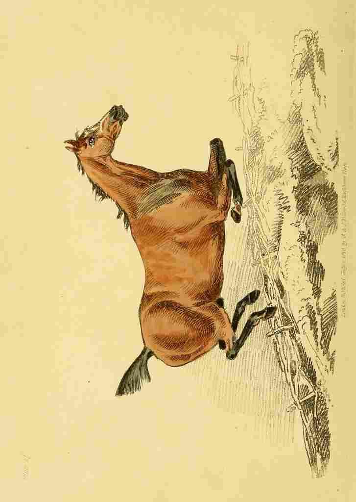 Beauties & Defects in the Figure Horse 1816 10 A4 Photo Print