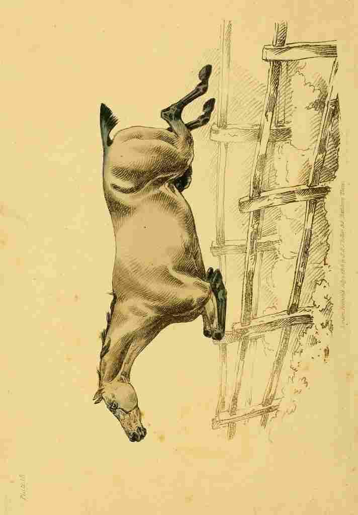 Beauties & Defects in the Figure Horse 1816 11 A4 Photo Print