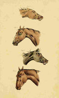 Beauties & Defects in the Figure Horse 1816 2 A4 Photo Print