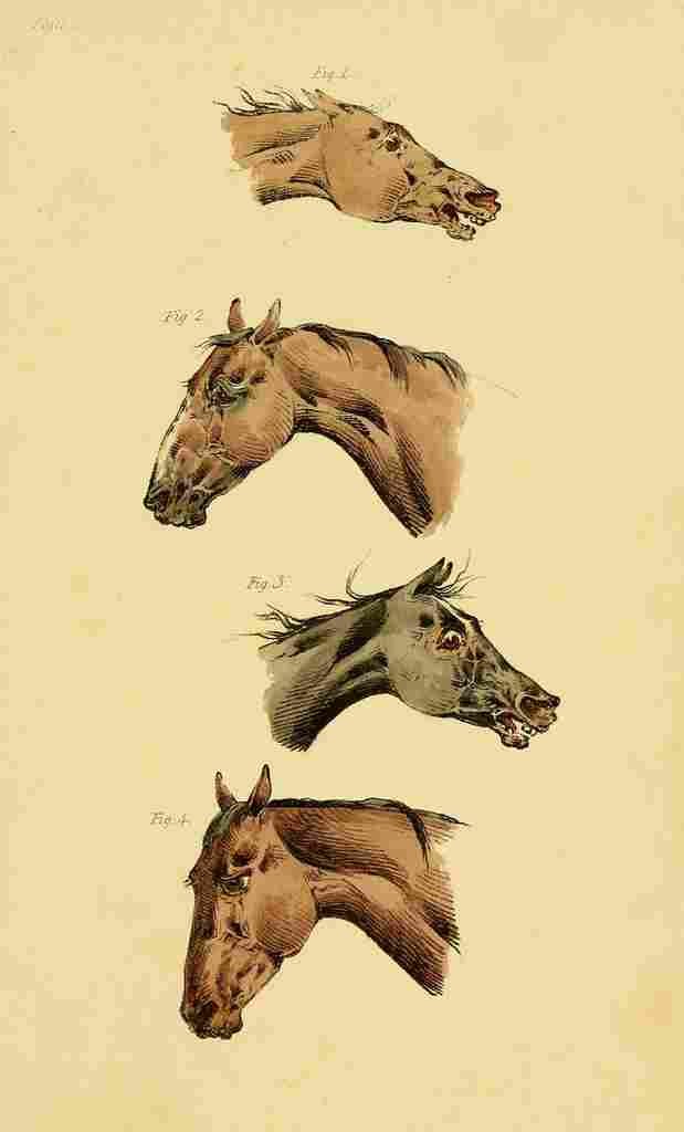 Beauties & Defects in the Figure Horse 1816 2 A4 Photo Print