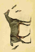 Beauties & Defects in the Figure Horse 1816 4 A4 Photo Print