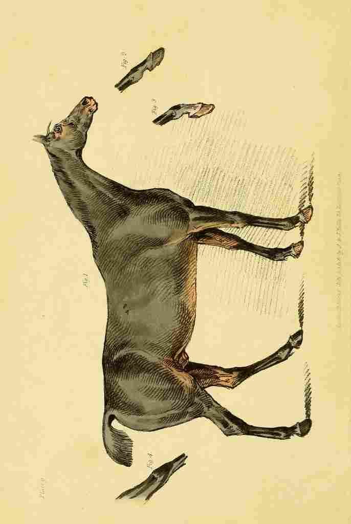 Beauties & Defects in the Figure Horse 1816 4 A4 Photo Print