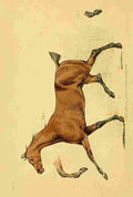 Beauties & Defects in the Figure Horse 1816 5 A4 Photo Print