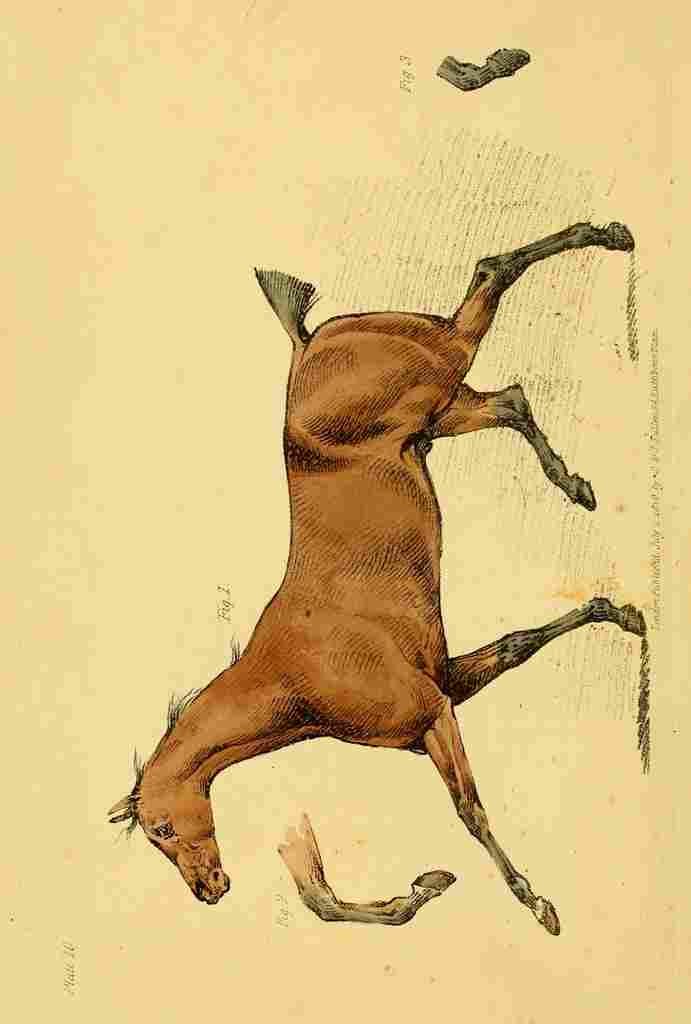 Beauties & Defects in the Figure Horse 1816 5 A4 Photo Print