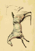 Beauties & Defects in the Figure Horse 1816 6 A4 Photo Print
