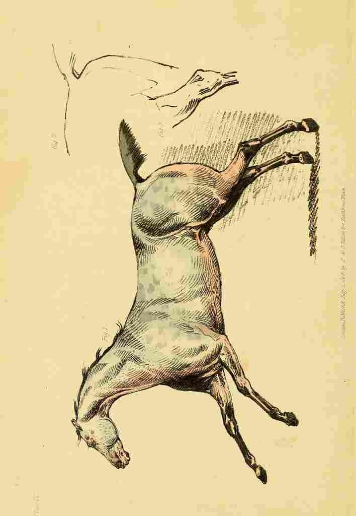 Beauties & Defects in the Figure Horse 1816 6 A4 Photo Print