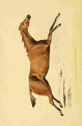 Beauties & Defects in the Figure Horse 1816 7 A4 Photo Print