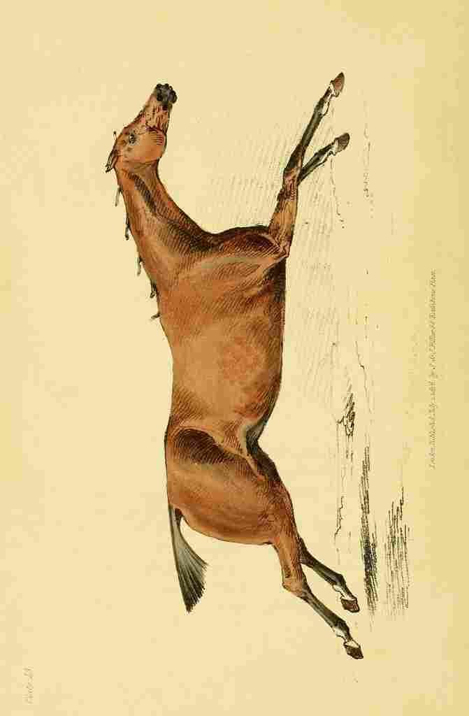 Beauties & Defects in the Figure Horse 1816 7 A4 Photo Print