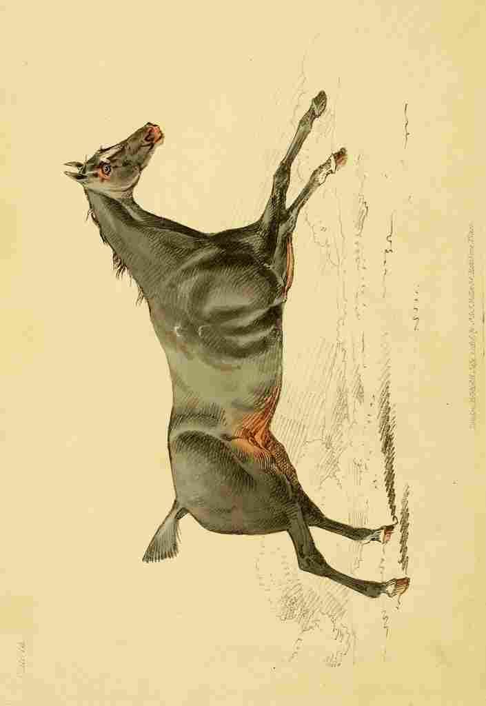 Beauties & Defects in the Figure Horse 1816 8 A4 Photo Print