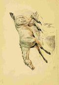 Beauties & Defects in the Figure Horse 1816 9 A4 Photo Print