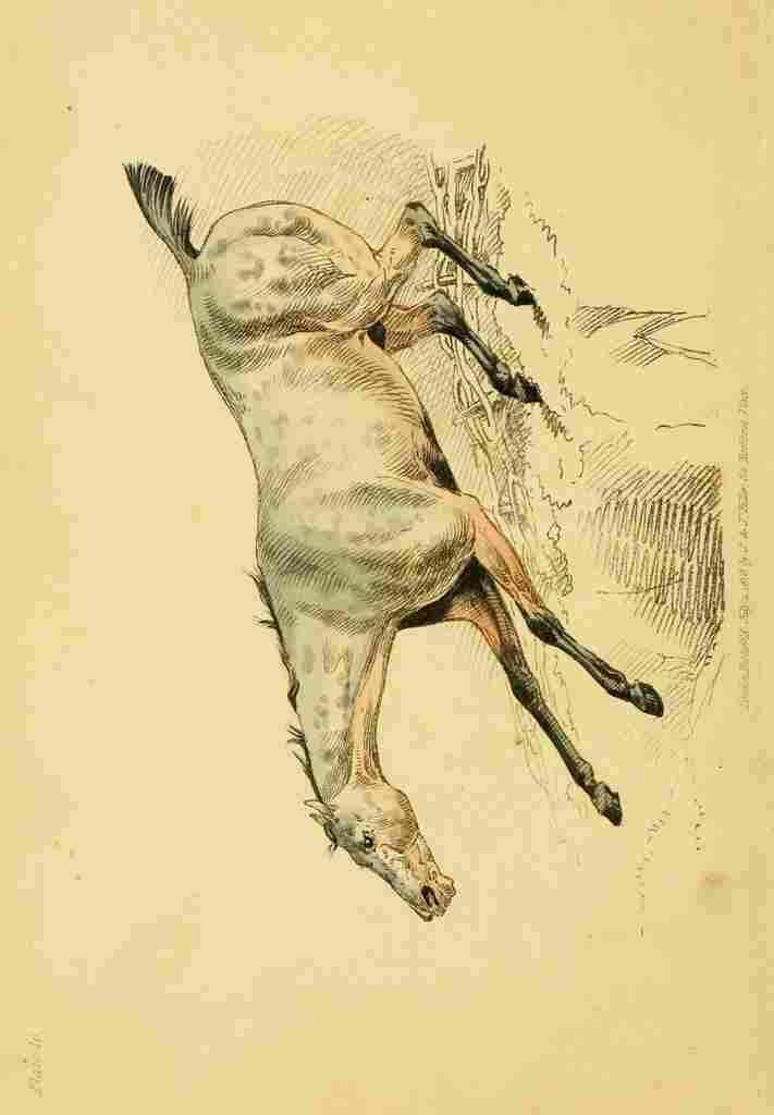 Beauties & Defects in the Figure Horse 1816 9 A4 Photo Print