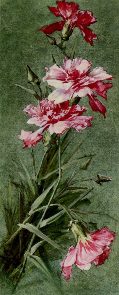 Bednar Otto Chrysanthemus Art A4 Photo Print