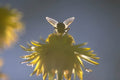 Bee Dandelion Sunlight A4 Photo Print