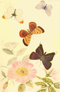 Beecroft  Butterflies Worth Knowing 1923 Five Interesting Butterflies A4 Photo Print