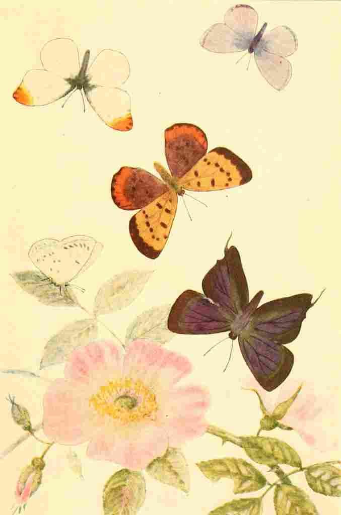 Beecroft  Butterflies Worth Knowing 1923 Five Interesting Butterflies A4 Photo Print